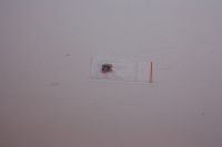 Nitteled knastkæde 25H